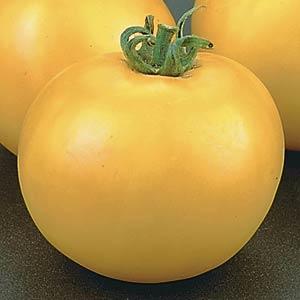 Tomato-Lemon Boy