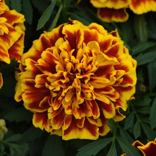 Marigold, Bonanza Bee