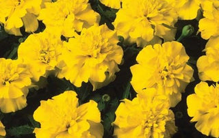 Marigold, Bonanza Yellow