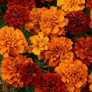 Fireball Marigold boasting vibrant orange and red flowers.  Grown from seed at Maple Park Farm