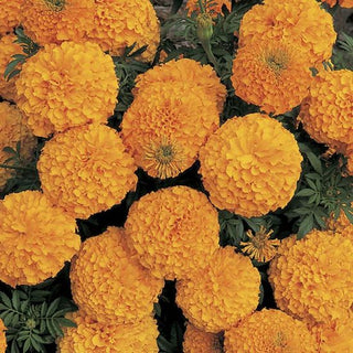 Marigold, Inca II Orange