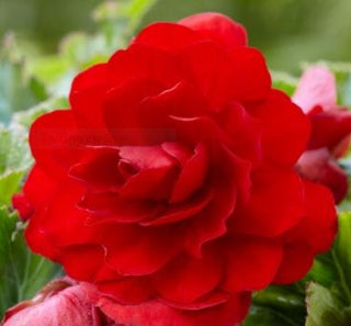 Begonia, Non Stop Red