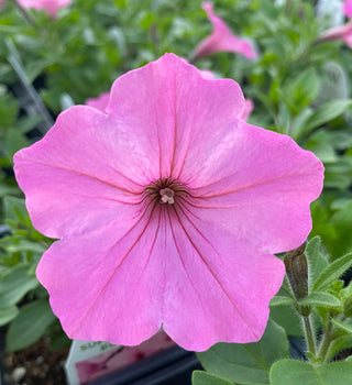 Petunia, Supertunia Vista Bubblegum (Proven Winners)