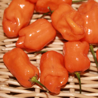 Peppers-Habanero Orange