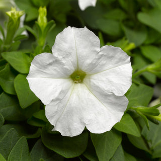 Petunia, Picobella White