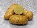 Seed Potato, Russet