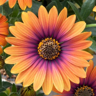 Osteospermum, Zion Purple Sun