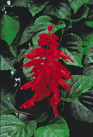 Salvia, Red Hot Sally II