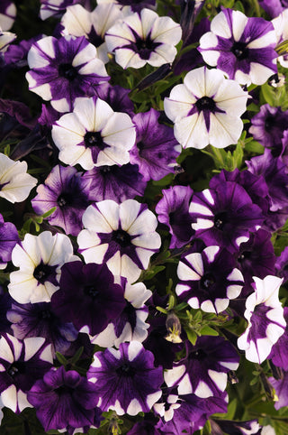 Petunia, Shockwave Purple Tie Dye