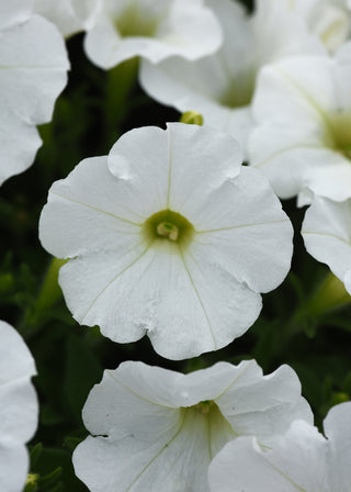 Petunia, Shockwave White