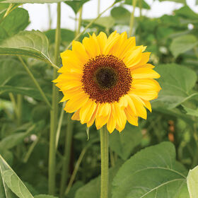 Sunflower-Horizon