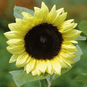 Sunflower-Lemon