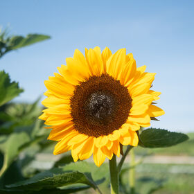 Sunflower-Orange