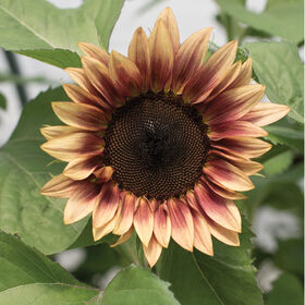 Sunflower-Plum