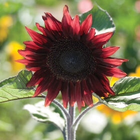Sunflower-Red