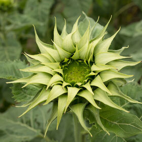 Sunflower-Sun-Fill Green