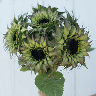 Sunflower-Sun-Fill Purple