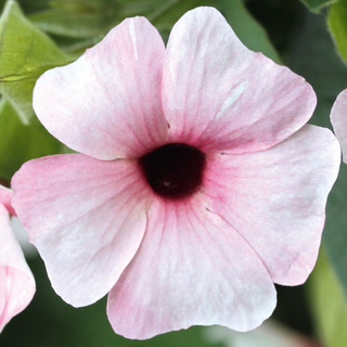 Thunbergia, Sunny Susie Pink  (Black eyed Susan)