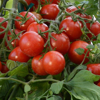 Tomato-Tumbler