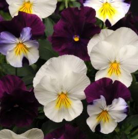 Pansy, Cool Wave Berry N Cream Mix