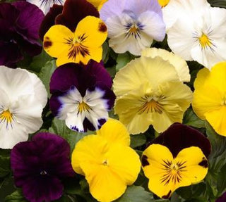 Pansy, Cool Wave Mix