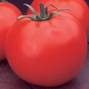 Tomato-Celebrity